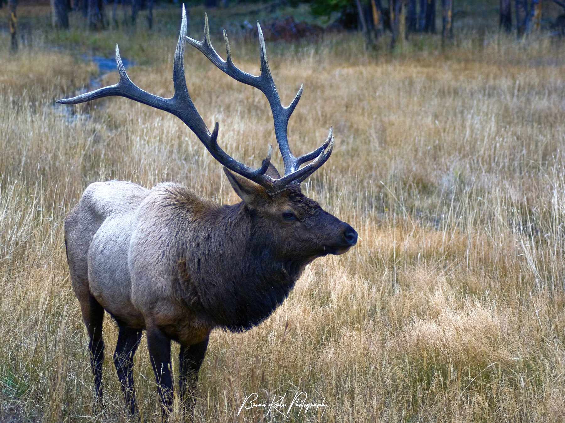 Elk are abundant in Yellowstone National Park, and due to their huge antlers, bull elk are one of the most photographed animals in the national park. The antlers of a typical, healthy bull are 55-60 inches long and weigh about 30 pounds per pair.  I was lucky enough to be able to spot this large bull elk in an open field in Yellowstone National Park, Wyoming on a late autumn afternoon.