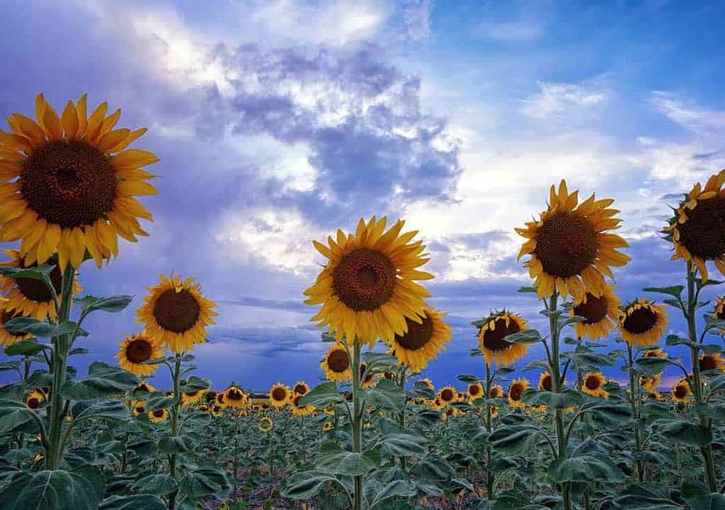 Sunflowers on a late summer evening in one of the large fields around Denver International Airport.