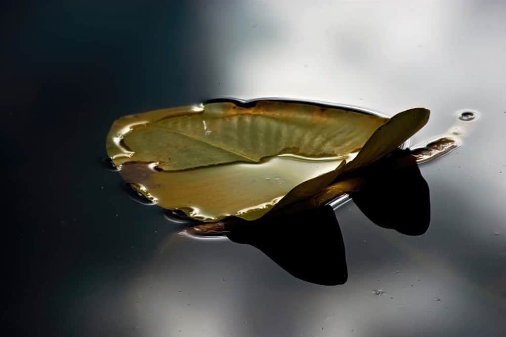 I captured this single water lily leaf floating on the calm water of Cub Lake in Rocky Mountain National Park, Colorado on an early fall afternoon.