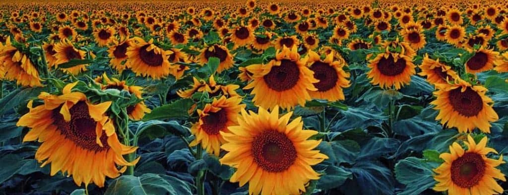 A seemingly endless field of sunflowers around Denver International Airport.