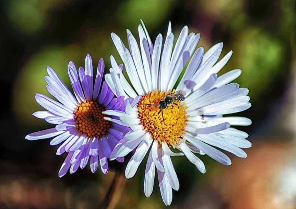 An alpine aster flower and it's little visitor captured in the afternoon sun.