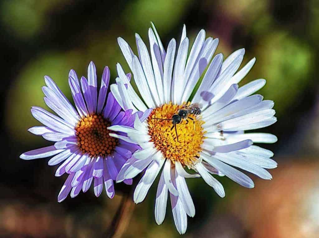 An alpine aster flower and it's little visitor captured in the afternoon sun.