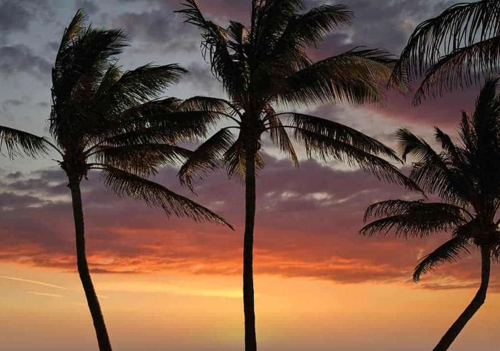 Palm trees swaying in the tropical breeze under a colorful sunset sky in Key West, Florida.
