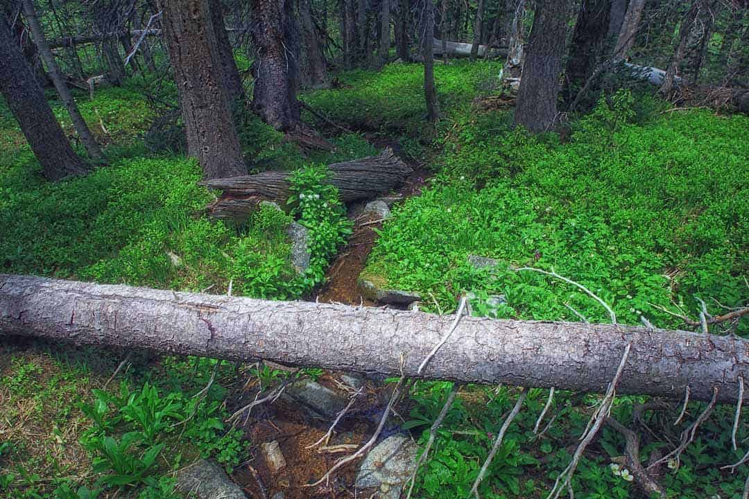 Lush green plants carpet the forest floor along one of the many small streams feeding into Long Lake in the Indian Peaks Wilderness, Colorado.