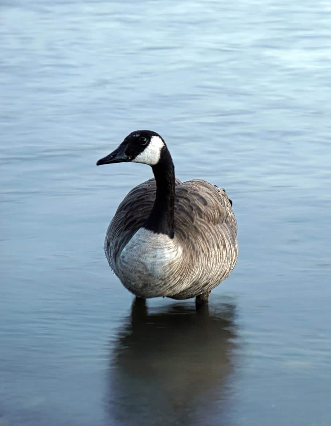 A lone goose standing in the silky smooth water of Lake Dillon in Summit County, Colorado.