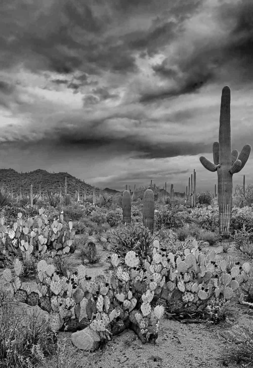 A field of cacti, including the giant Saguaro cactus, under a dark and moody summer evening sky in Saguaro National Park, Arizona.