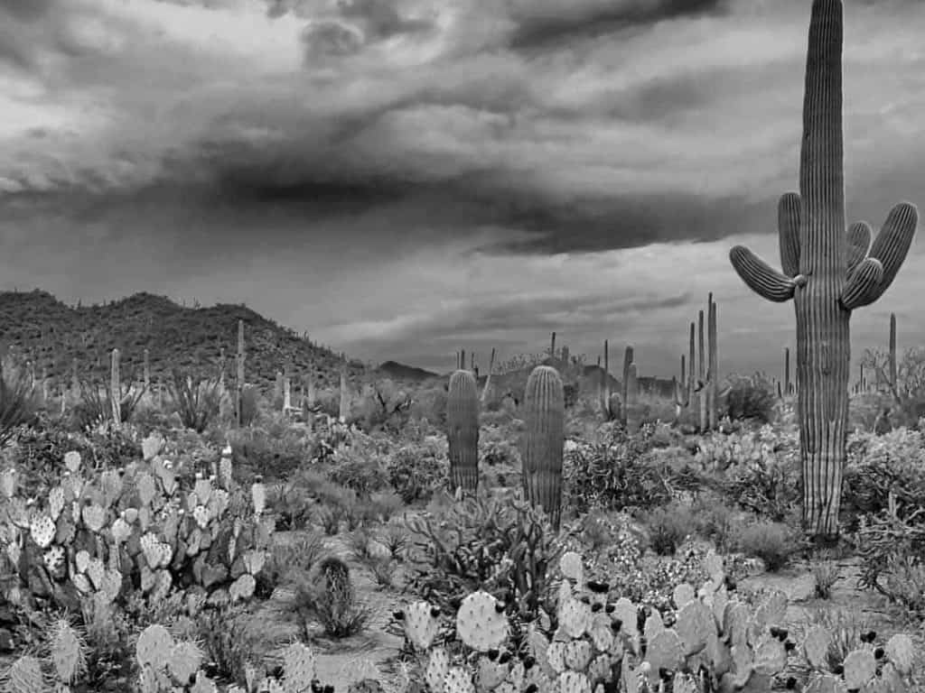 A field of cacti, including the giant Saguaro cactus, under a dark and moody summer evening sky in Saguaro National Park, Arizona.