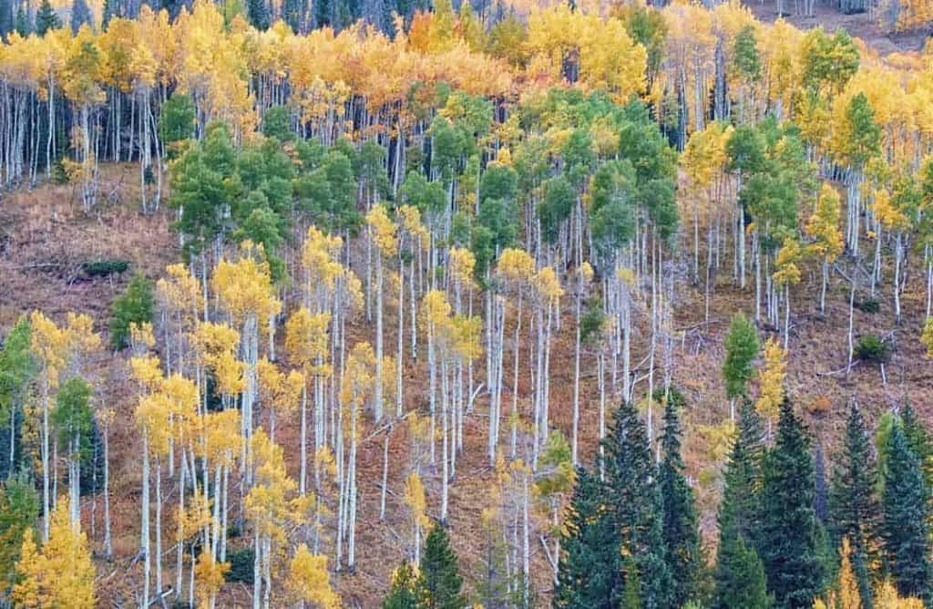 An aspen grove of green and gold covers a mountainside in Colorado's Vail Valley in mid-autumn.