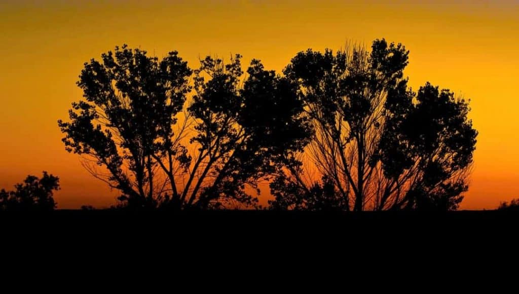 A cluster of trees is silhouetted by an orange early autumn sunrise at Bosque Del Apache Wildlife Refuge in New Mexico.