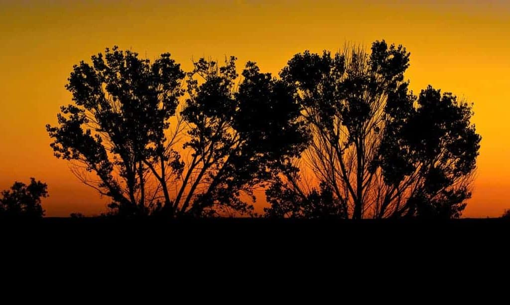 A cluster of trees is silhouetted by an orange early autumn sunrise at Bosque Del Apache Wildlife Refuge in New Mexico.