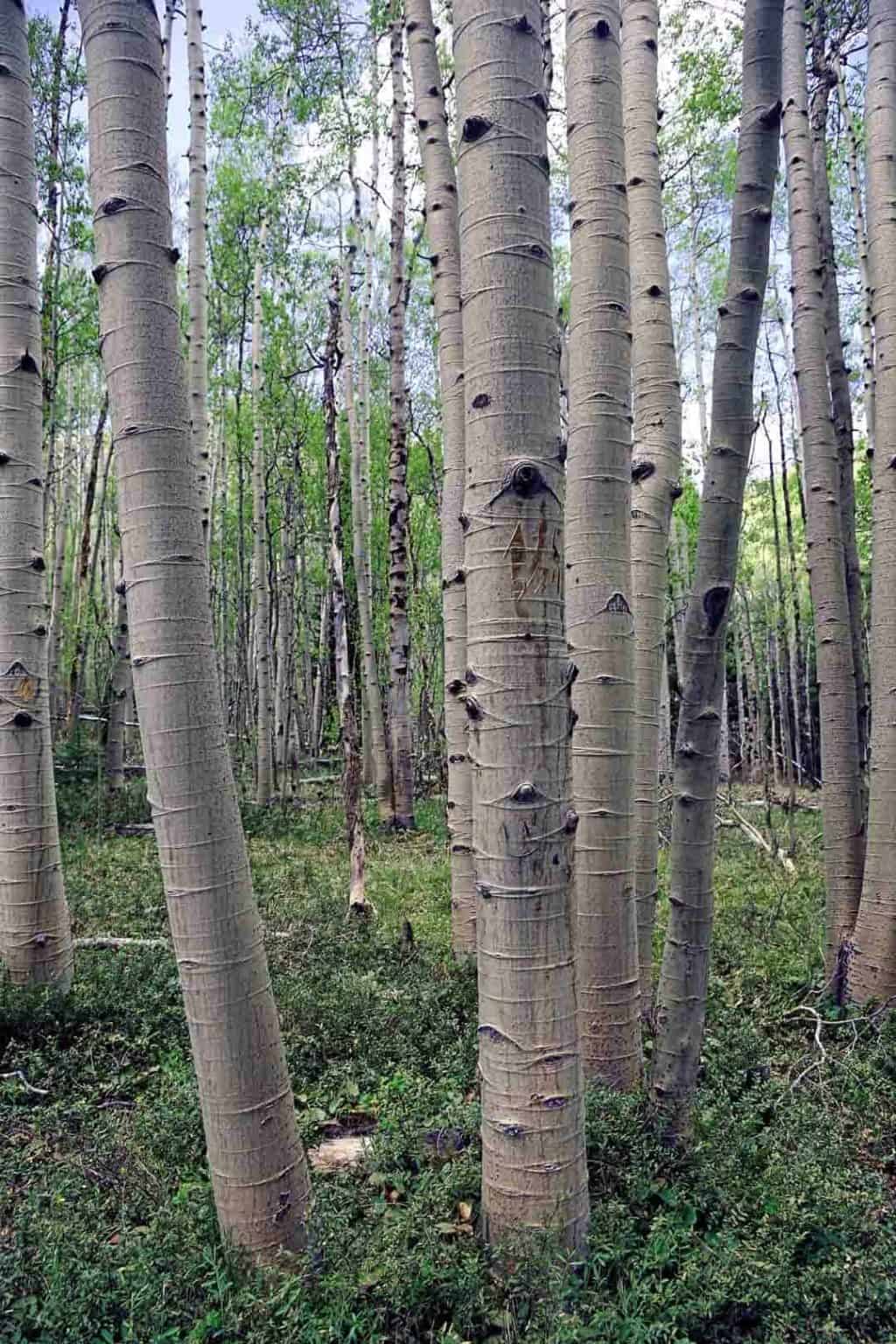 A forest of aspen trees near Frisco, Colorado full of new spring blooms.