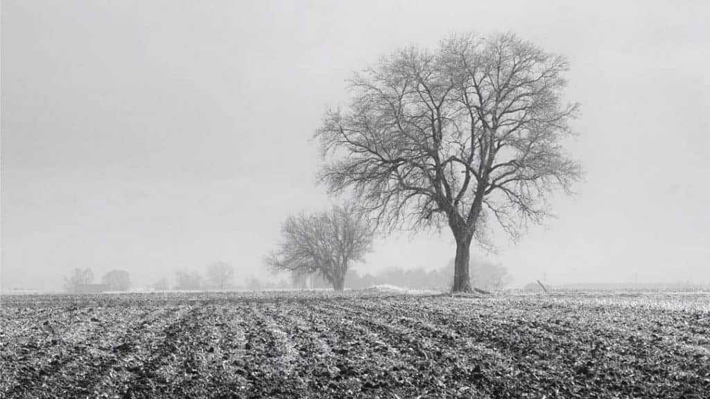 Minimalist image of a rural Illinois farm field on a gray, cloudy winter day.