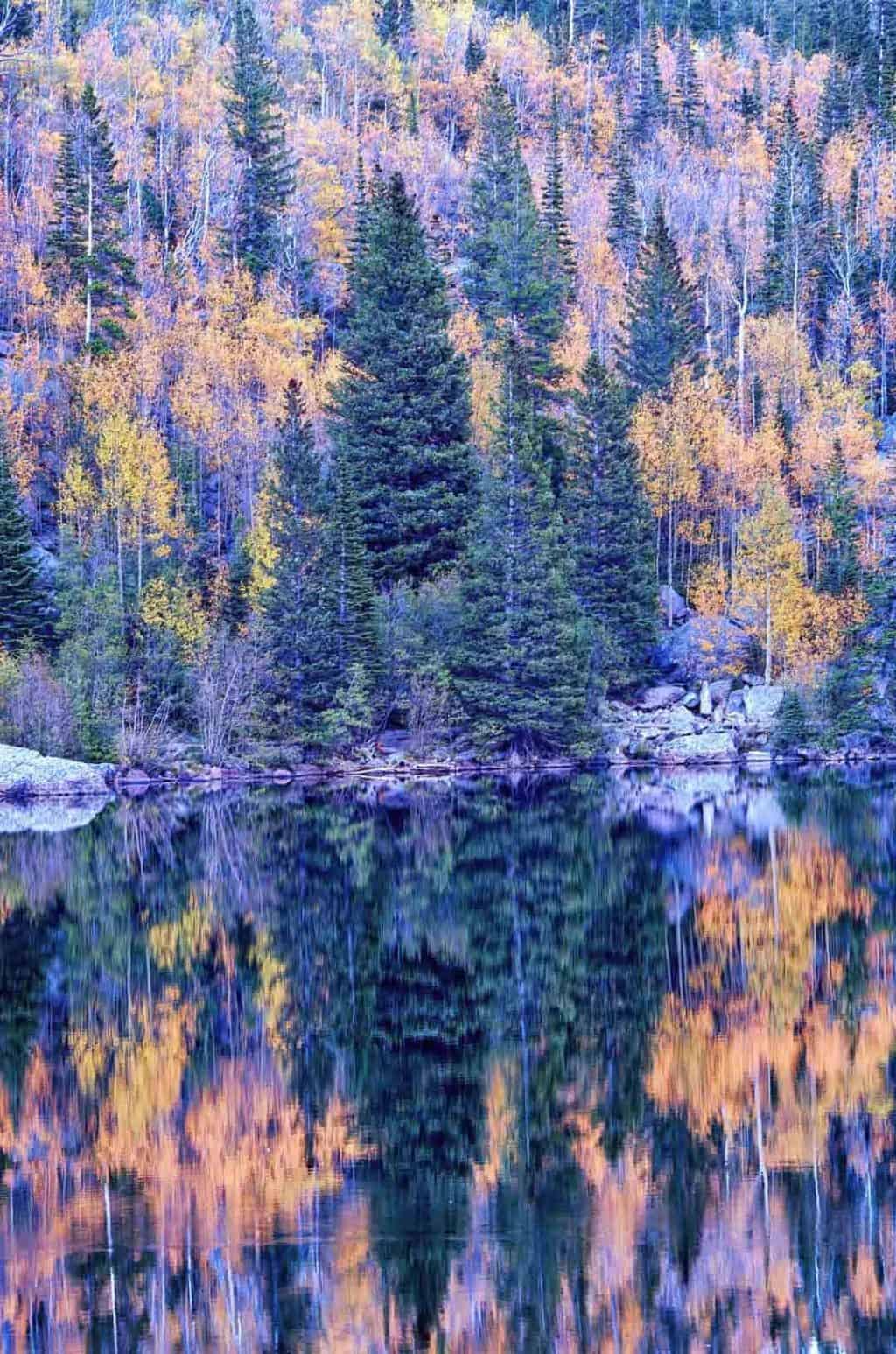 Colorful autumn mixture of yellow and orange aspens and tall pines is reflected in the still water of Bear Lake in Rocky Mountain National Park on an overcast late September afternoon.