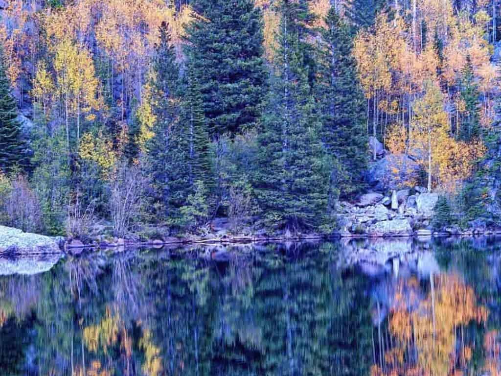 Colorful autumn mixture of yellow and orange aspens and tall pines is reflected in the still water of Bear Lake in Rocky Mountain National Park on an overcast late September afternoon.
