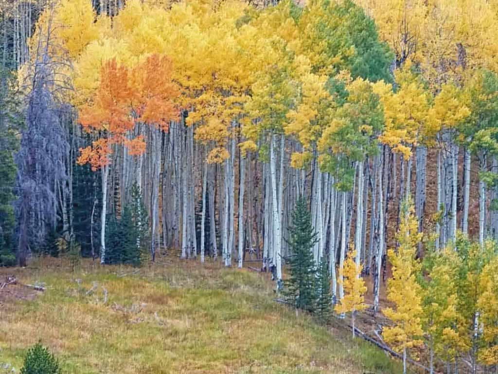 Brightly colored aspens mix with evergreens on a hillside in the Vail Valley of Colorado.
