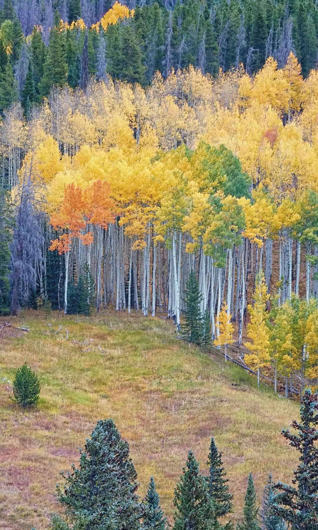 Brightly colored aspens mix with evergreens on a hillside in the Vail Valley of Colorado.