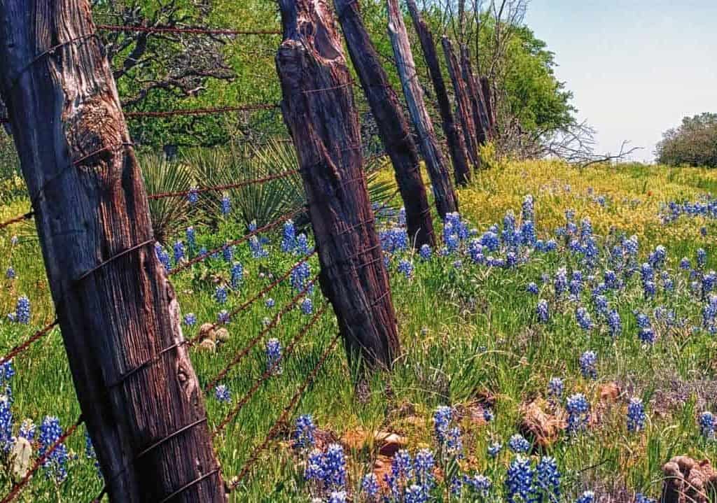 Bluebonnets scattered in Texas Hill Country field