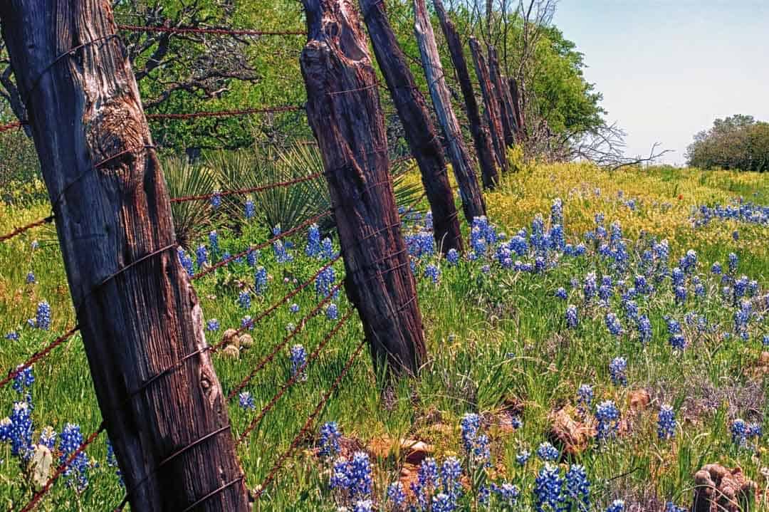 Bluebonnets scattered in Texas Hill Country field