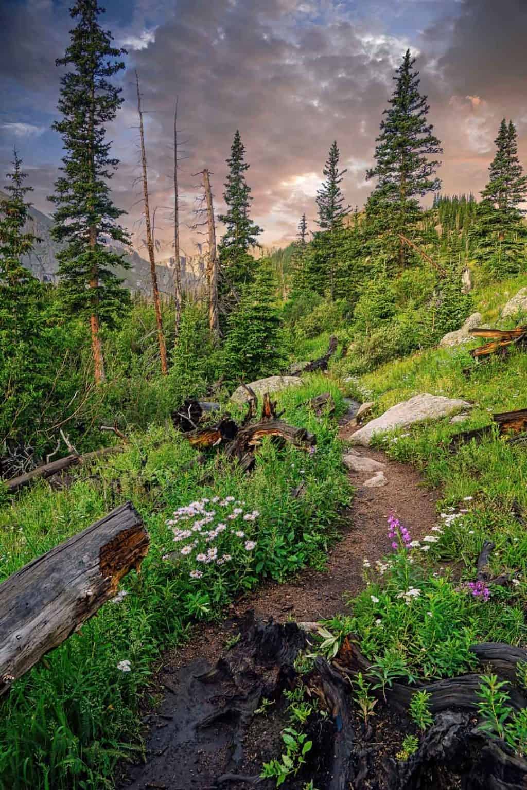 Early morning light illuminates the sky and beautiful wildflowers along the Chicago Lakes trail in the Mt. Evans Wilderness.