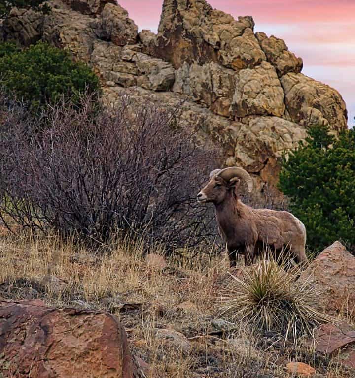 A portrait of a proud bighorn horn sheep looking out from his rocky perch under a colorful winter sunset sky at Garden of the Gods park in Colorado Springs, Colorado.