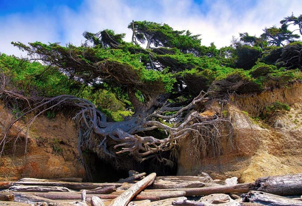Along a stretch of Washington's Pacific Coast an extraordinary tree leaves visitors speechless as it continues to live and thrive while clinging precariously to the hillside above Kalaloch Beach in Olympic National Park with most of its roots exposed. Known as the "Tree of Life" or the "Kalaloch Tree", this 40' tall Sitka Spruce hangs over the void of an ocean front bluff that has been eroded over time by a small stream. Anchored to the ground by only a few remaining roots, with most dangling in space, it's not known how long the tree has been this way or how it is able to continue to live and thrive without toppling over in a strong storm.