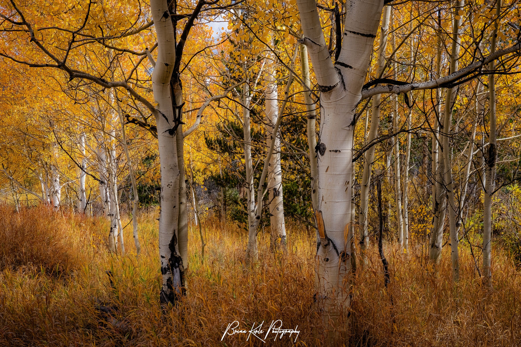 Forest Landscapes | Fine Art Nature Photography