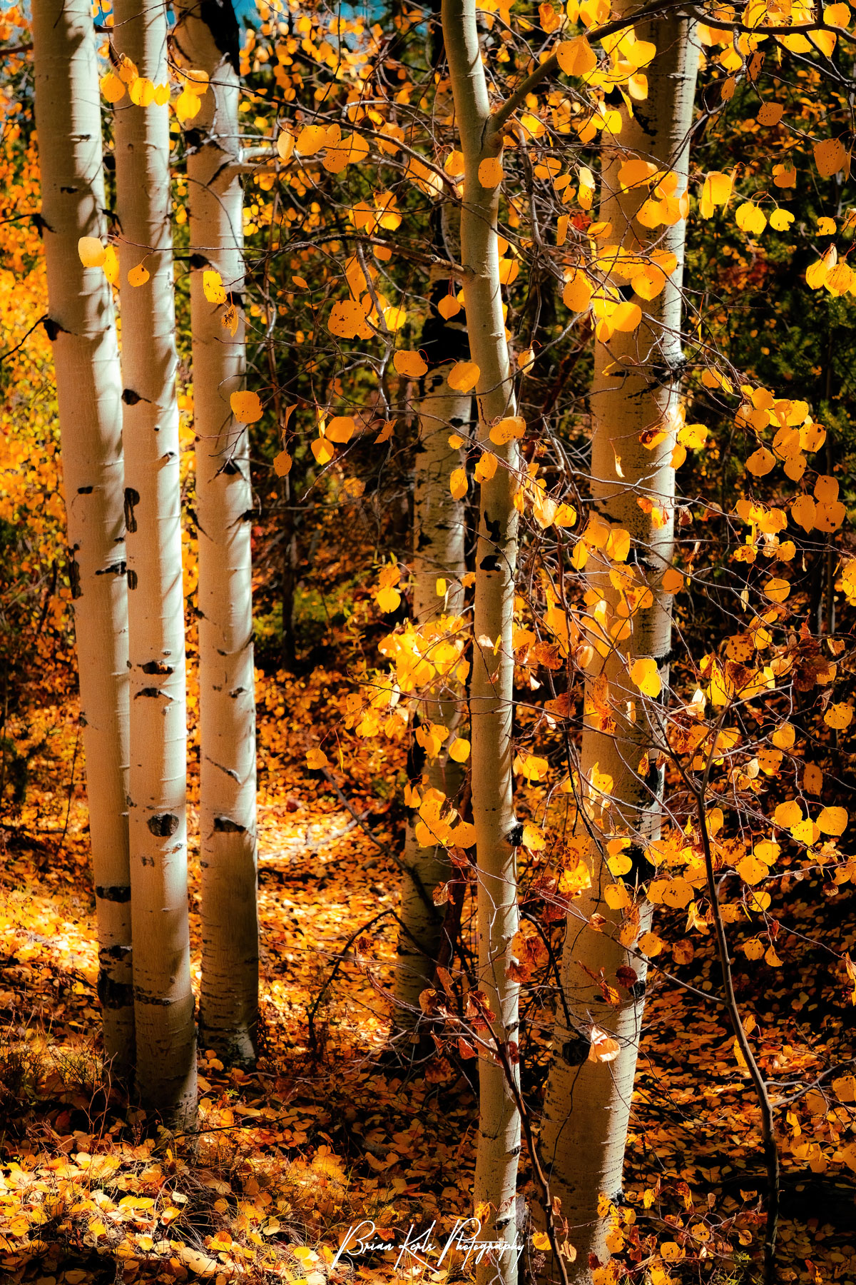 With the ground carpeted in fallen golden leaves and the late afternoon sun highlighting the remaining yellow aspen leaves, this small group of aspen trees along Kebler Pass near Crested Butte, Colorado makes a perfect intimate autumn scene.