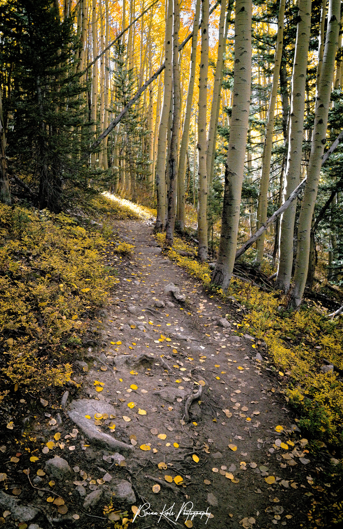 While the distant sky appears clear and bright, the morning light filtering through the thick evergreen and aspen forest creates a dark and moody feeling along this winding, leaf-strewn trail off of Kebler Pass, in Colorado.