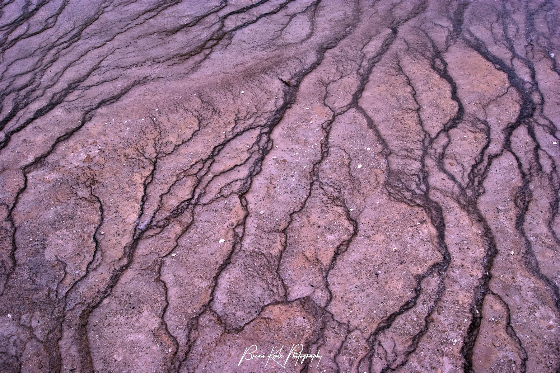 The presence of various species of microbial bacteria provides a brownish purple tint to the intricately terraced and fractured volcanic rock surrounding the Grand Prismatic Spring in Yellowstone National Park, Wyoming.