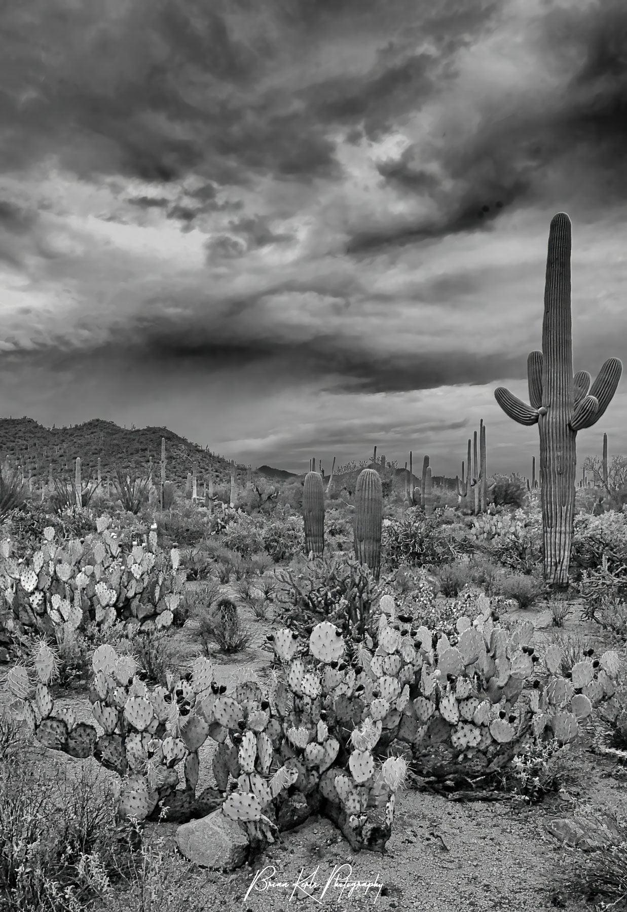 A field of cacti, including the giant Saguaro cactus, under a dark and moody summer evening sky in Saguaro National Park, Arizona.