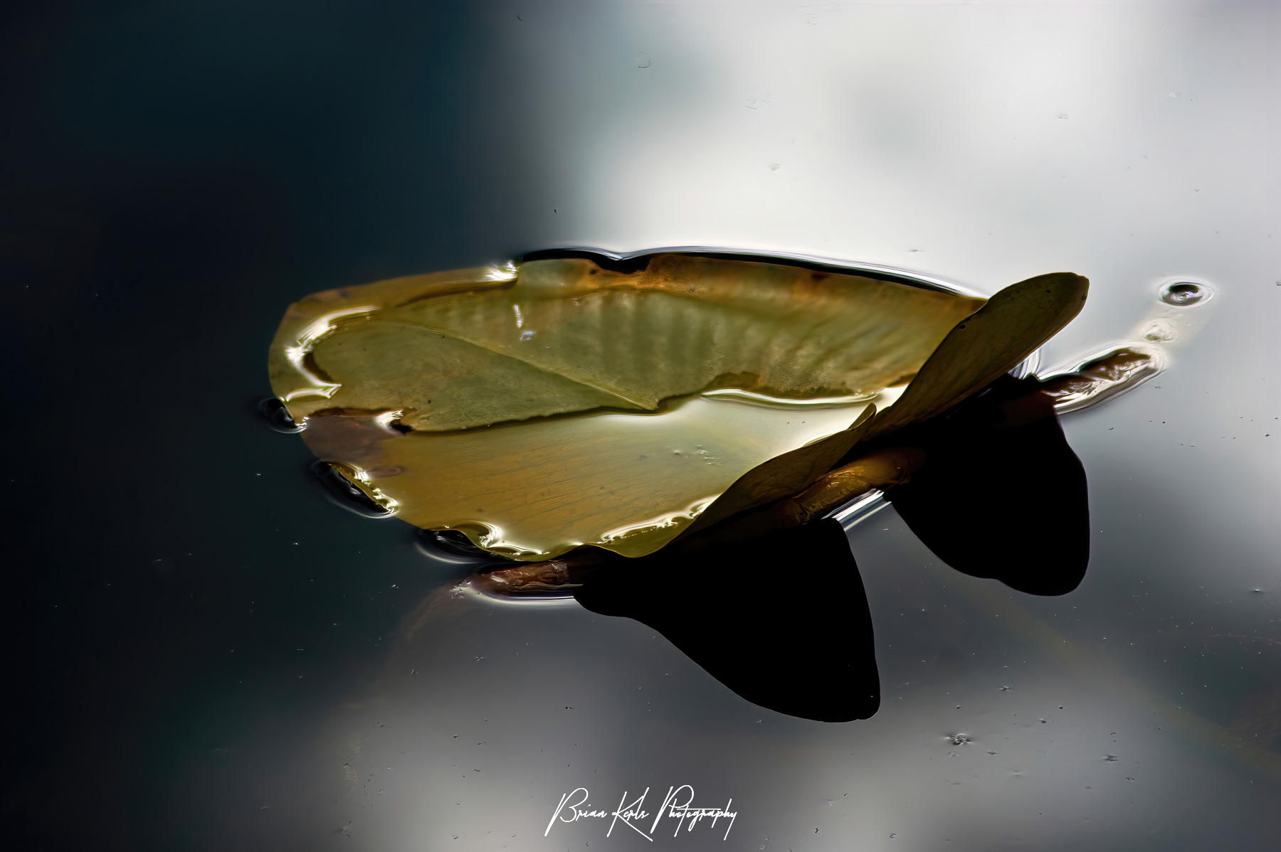 I captured this single water lily leaf floating on the calm water of Cub Lake in Rocky Mountain National Park, Colorado on an early fall afternoon. Water lilies abound on the surface of Cub Lake during the summer.  However, by early fall all of the colorful flowers are gone, leaving only the large leaves on the surface. I liked the simplicity of this single leaf on the still, moody water.