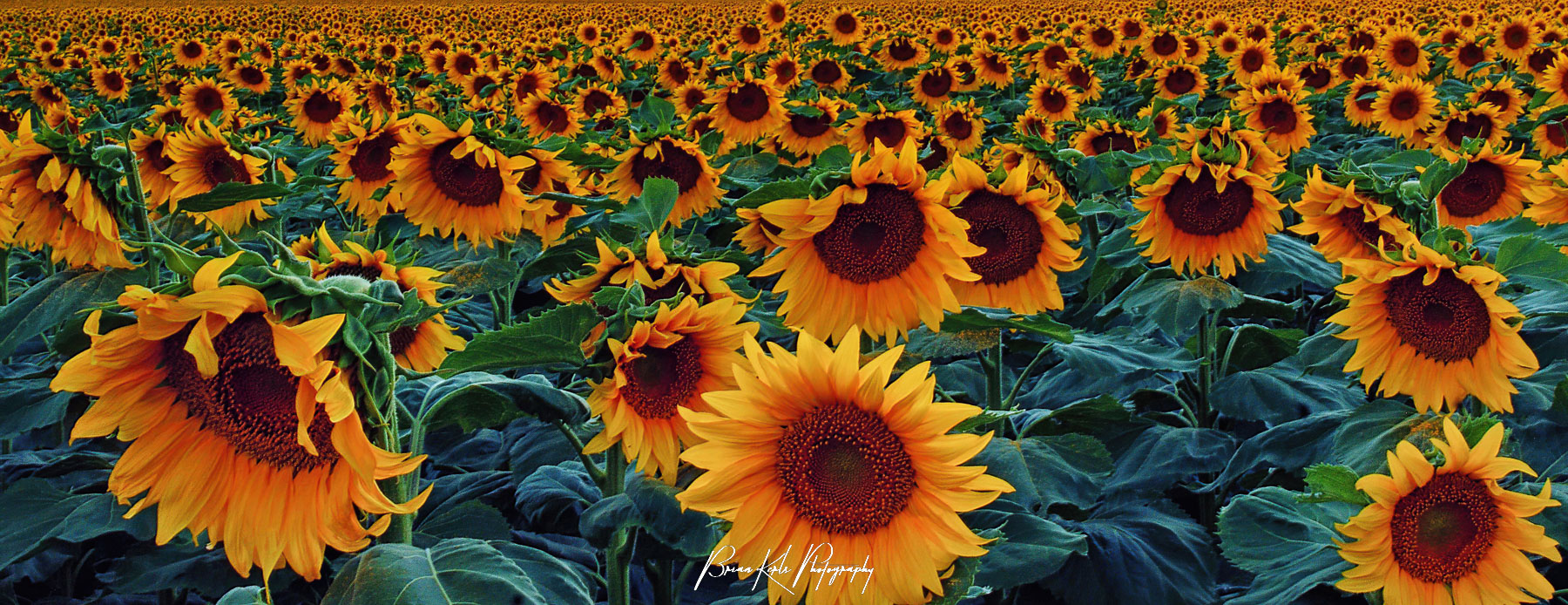 Sunflowers as far as the eye can see. The low perspective and wide angle in this wildflower photo makes this large field of sunflowers appear to be endless and made up for an uninteresting evening sky.