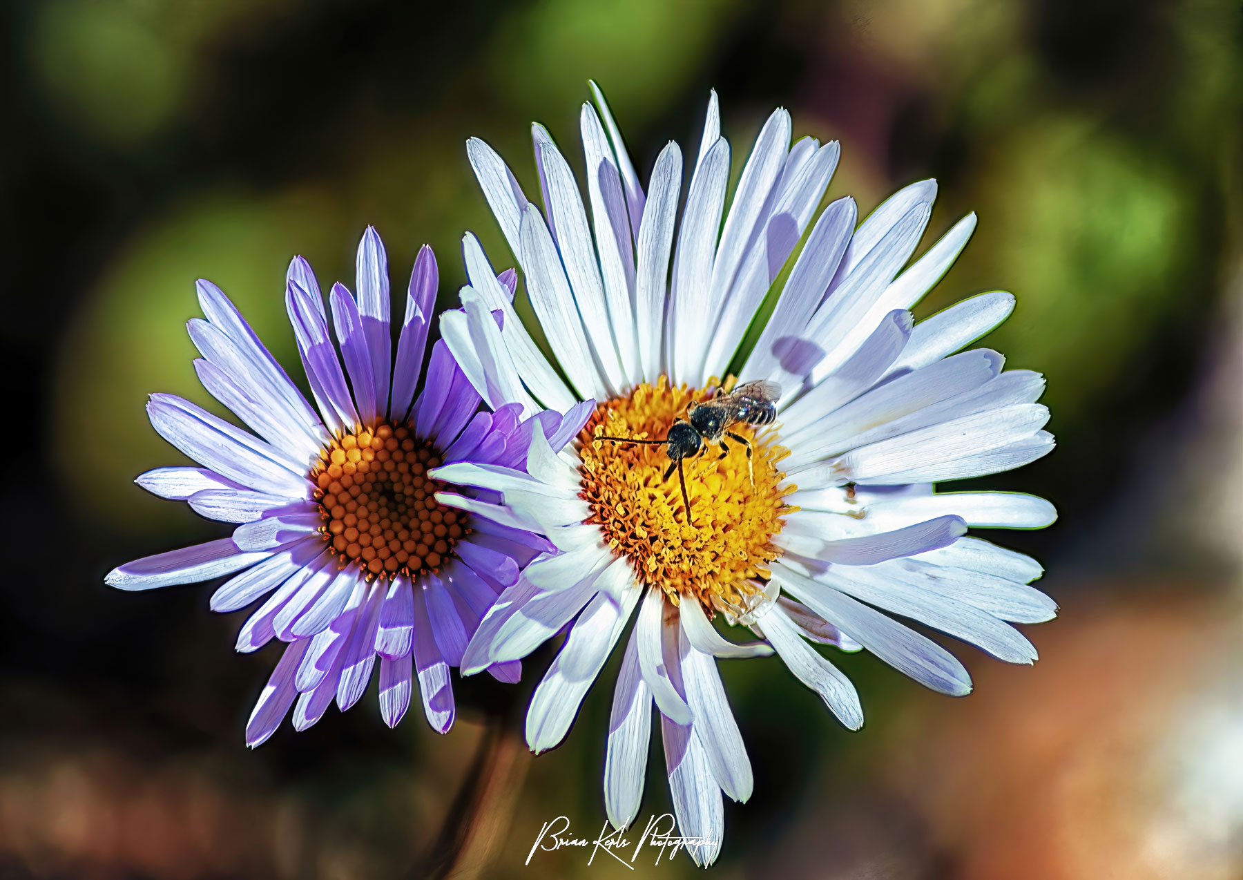 Beautiful and fragile, these high alpine asters only bloom for a short time each summer. This trail side pair were illuminated in the afternoon sun along with a visitor.