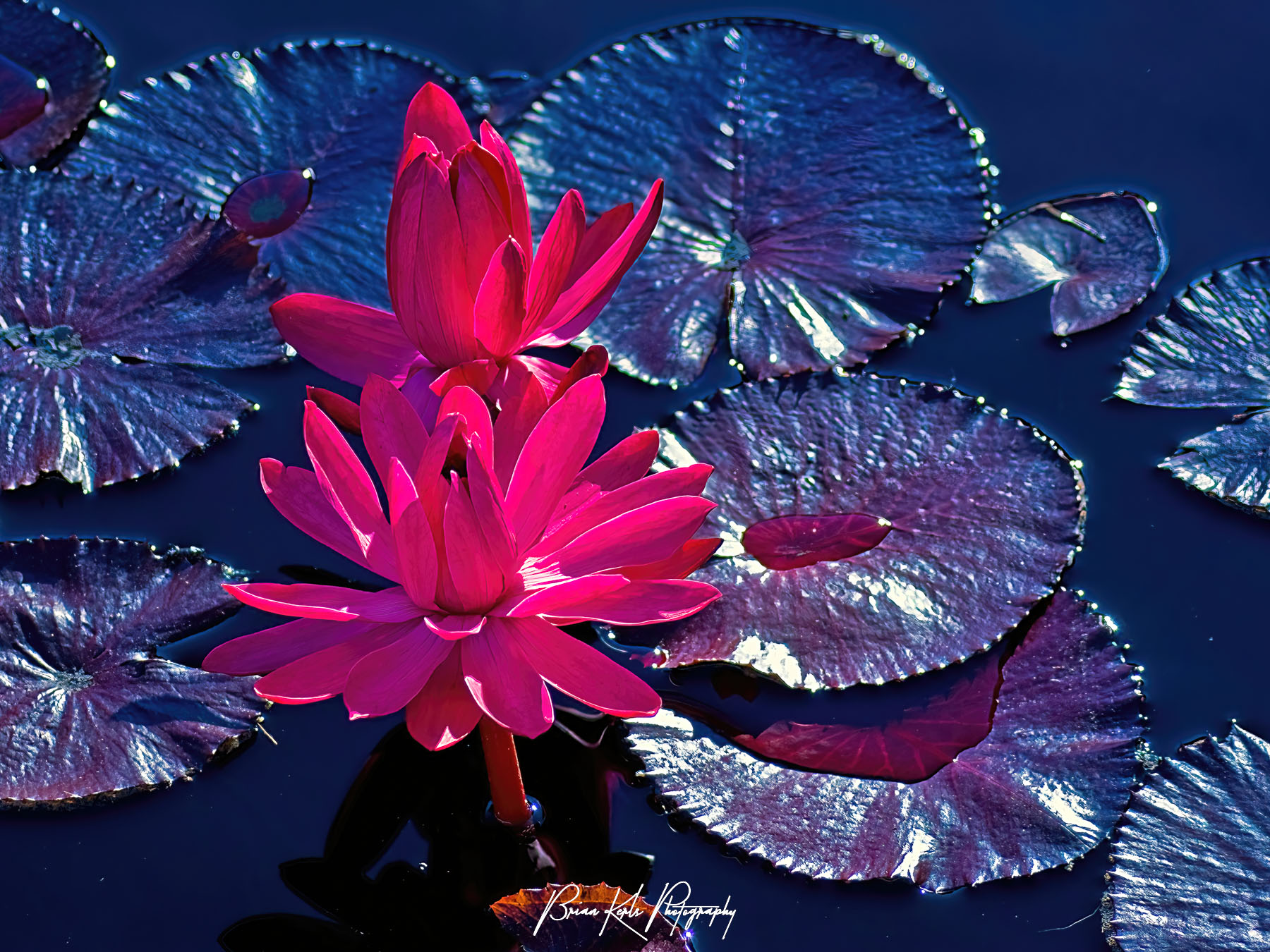 Beautiful pink water lilies growing in the water garden on a sunny autumn afternoon at the Chicago Botanic Garden.