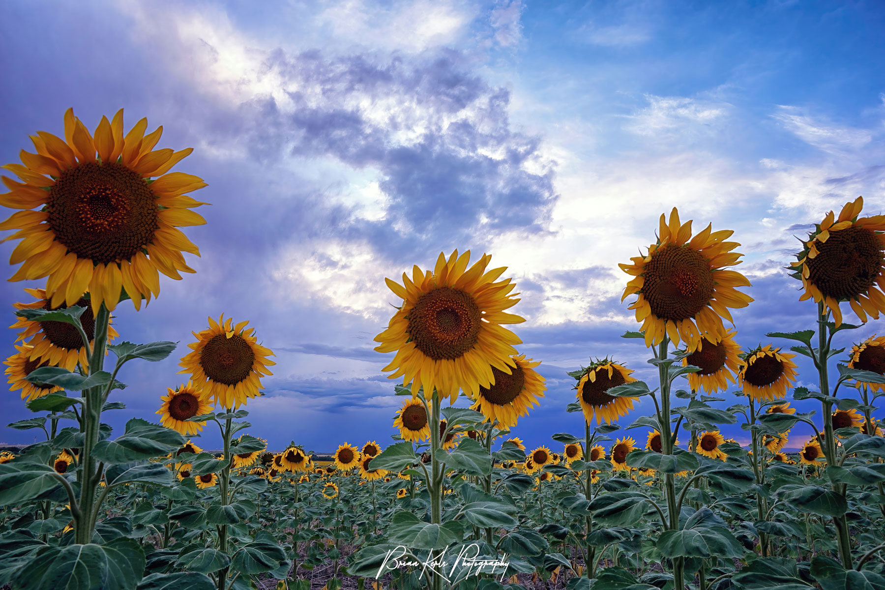 Sunflowers on a late summer evening in one of the large fields around Denver International Airport.