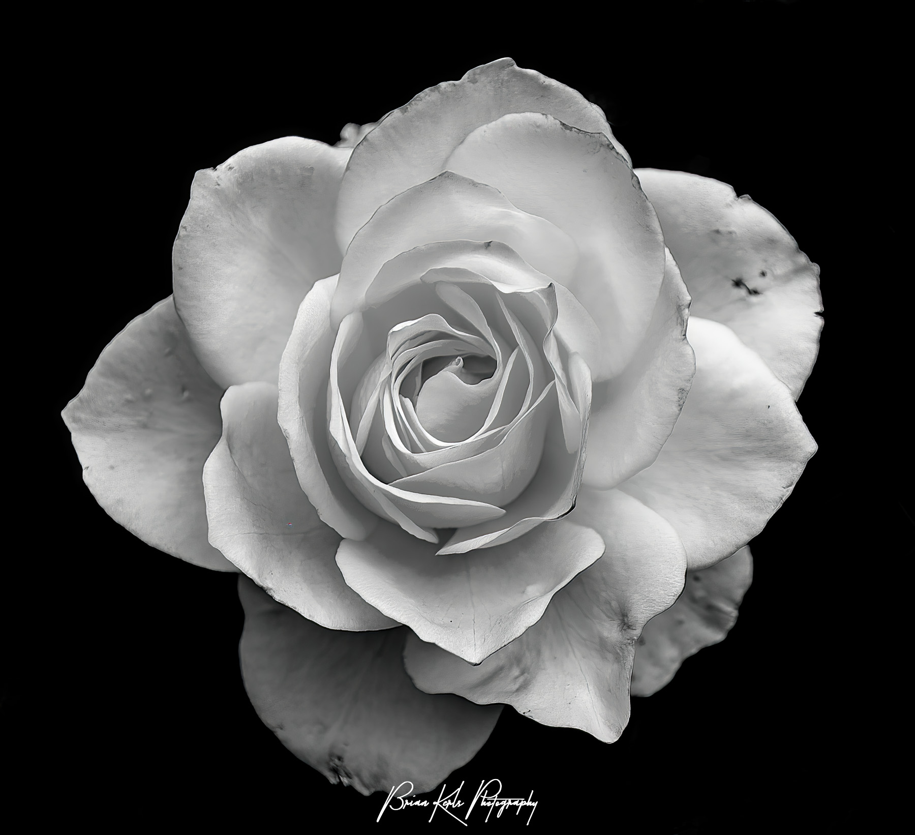 This close-up of a single white rose was part of a larger rose bush on display at the Chicago Botanic Garden. I was able to isolate this single flower to show the details of the petals and highlight the contrast of the white flower against the dark background.