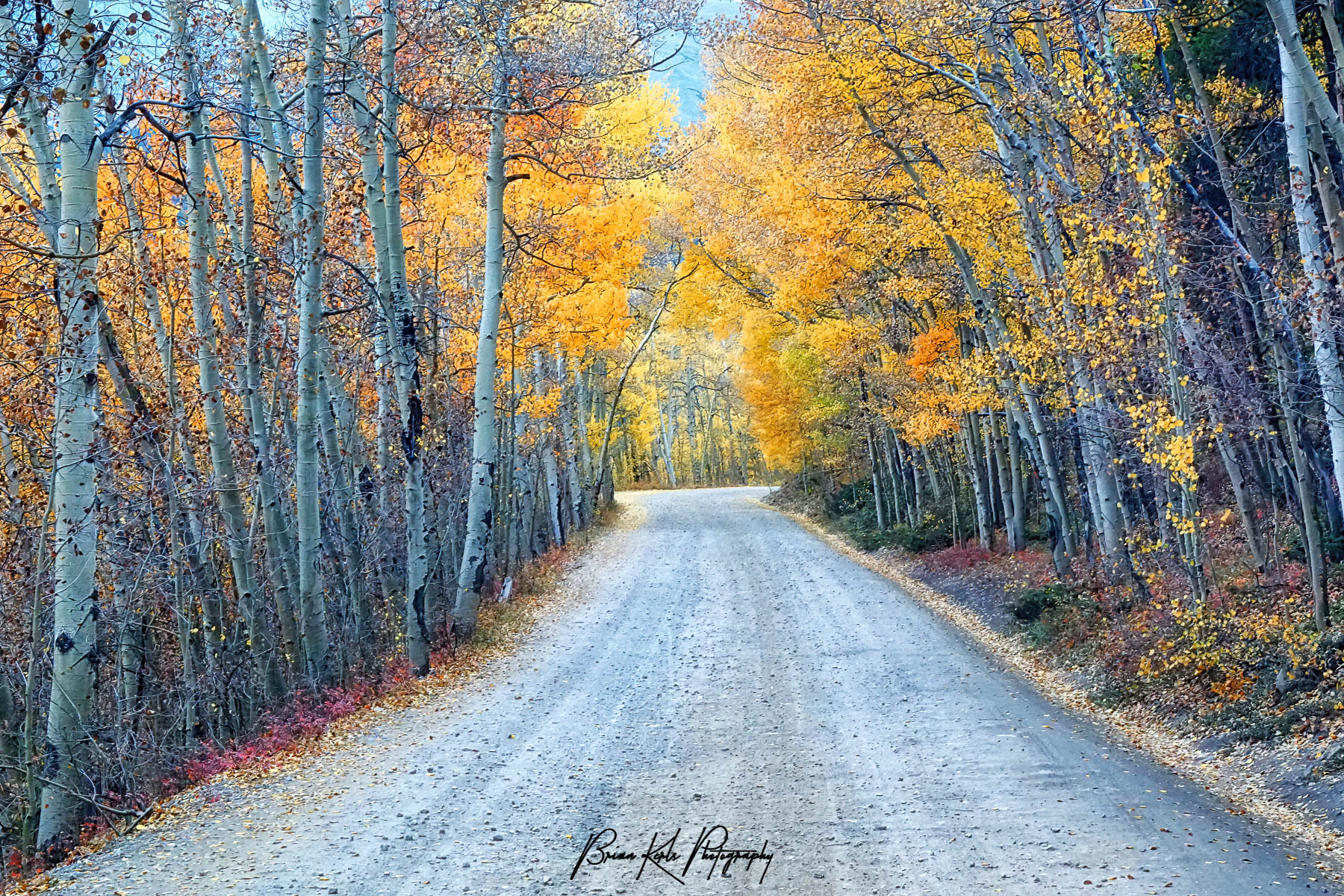 A golden canopy of aspens lines Boreas Pass Road near Breckenridge, Colorado on a cool October morning.