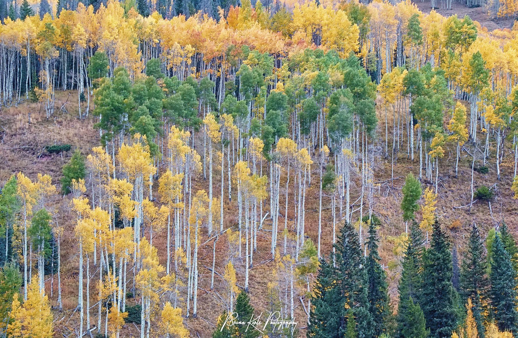 An aspen grove of green and gold covers a mountainside in Colorado's Vail Valley in mid-autumn.