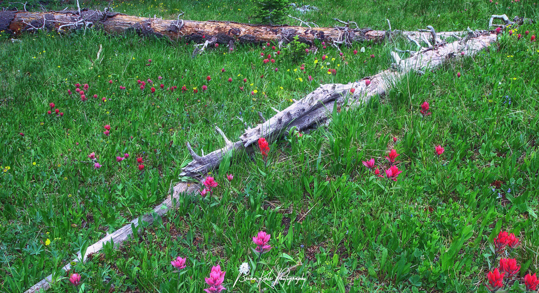 Lush green mountain meadow in the Indian Peaks Wilderness, Colorado blanketed with wildflowers in early summer.