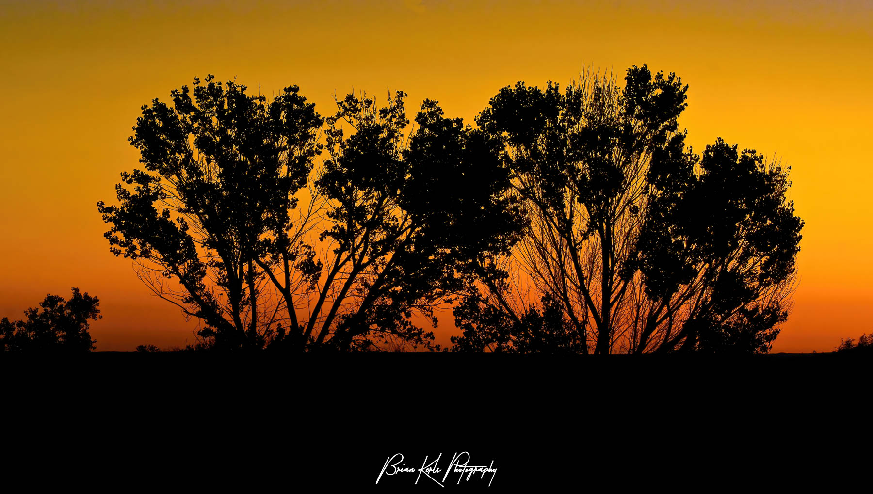 A cluster of trees is silhouetted by an orange early autumn sunrise at Bosque Del Apache Wildlife Refuge in New Mexico.