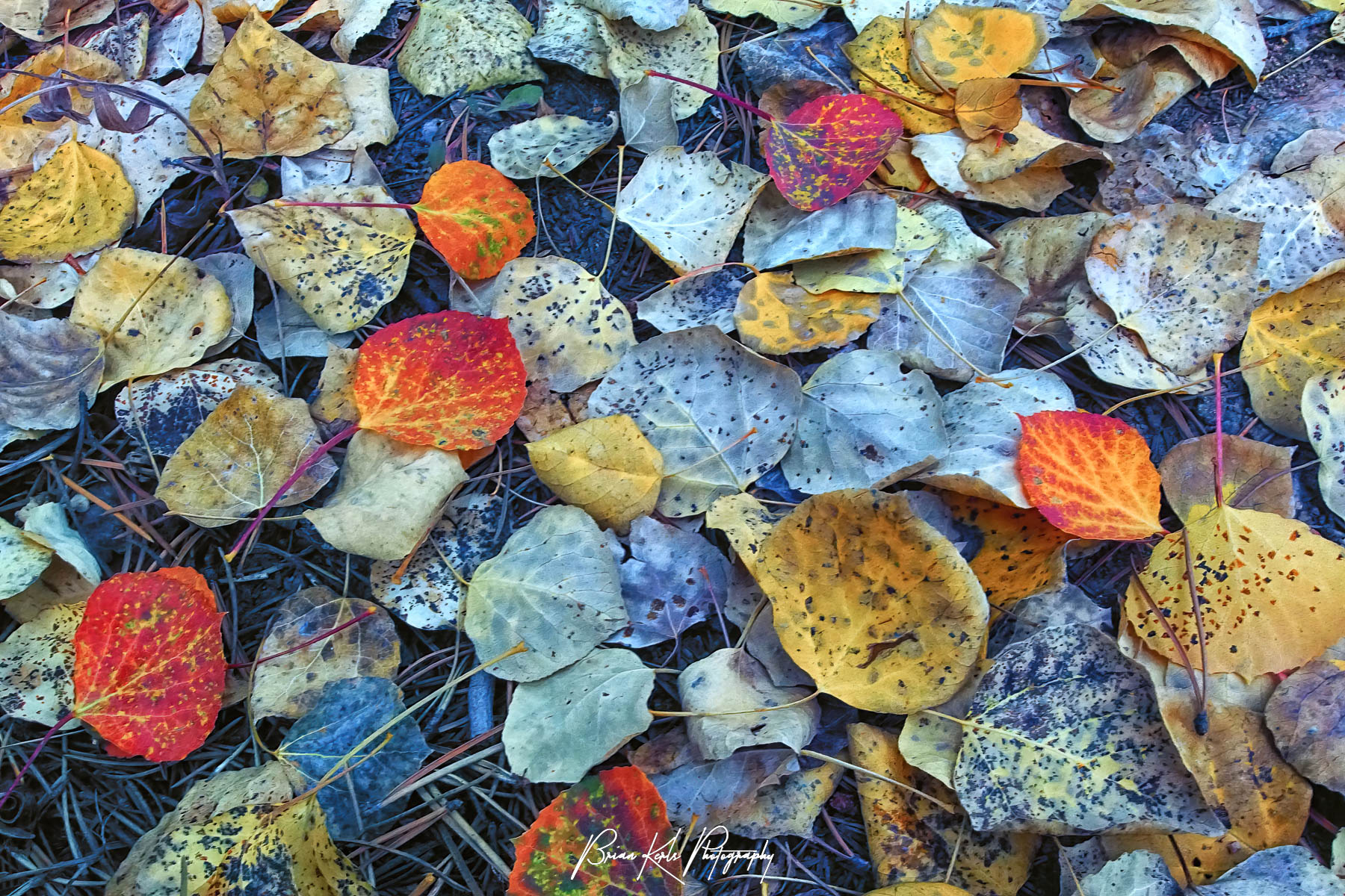 The beauty of autumn in Colorado can be seen everywhere from mountain sides dotted with golden leaves to a colorful carpet of leaves across the trails and forest floor. Here, a colorful carpet of old and newly fallen leaves blankets the Salt Lick trail near Silverthorne, Colorado.