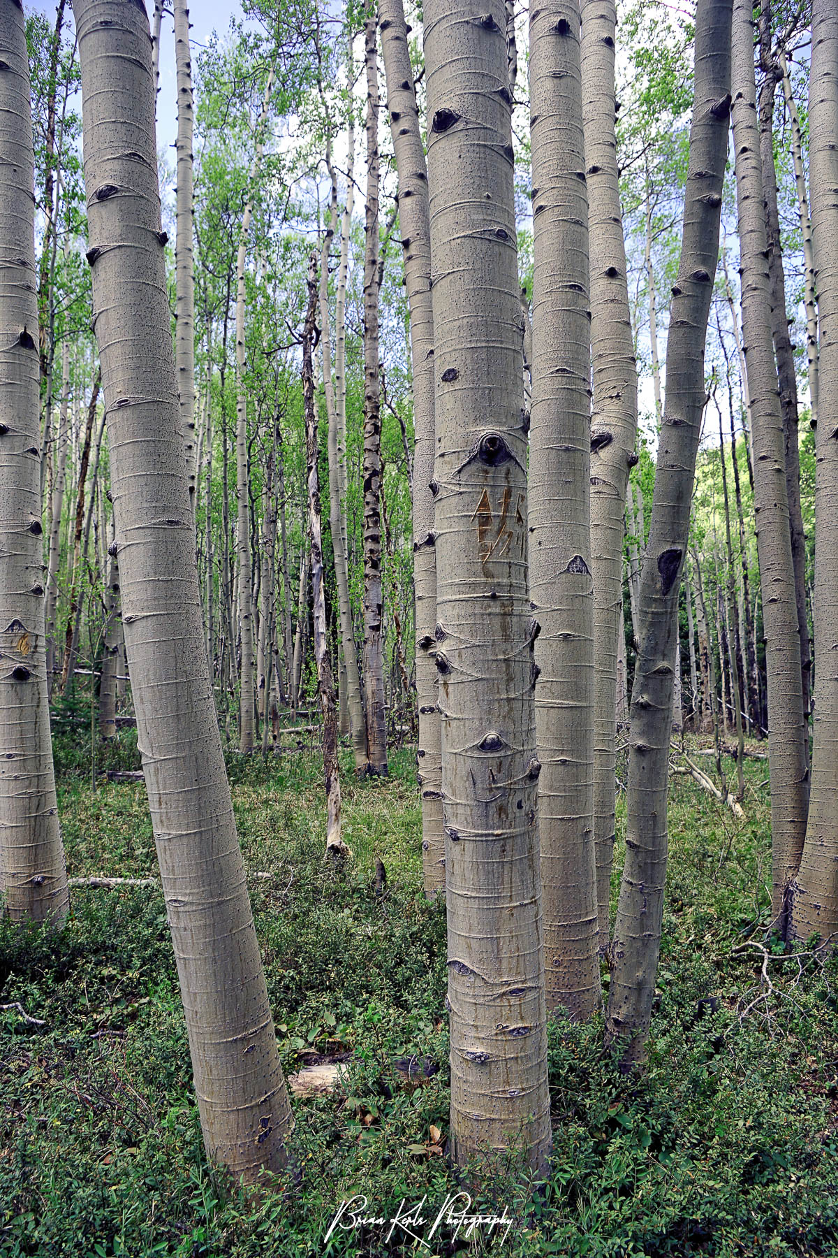 A forest of aspen trees near Frisco, Colorado full of new spring blooms.