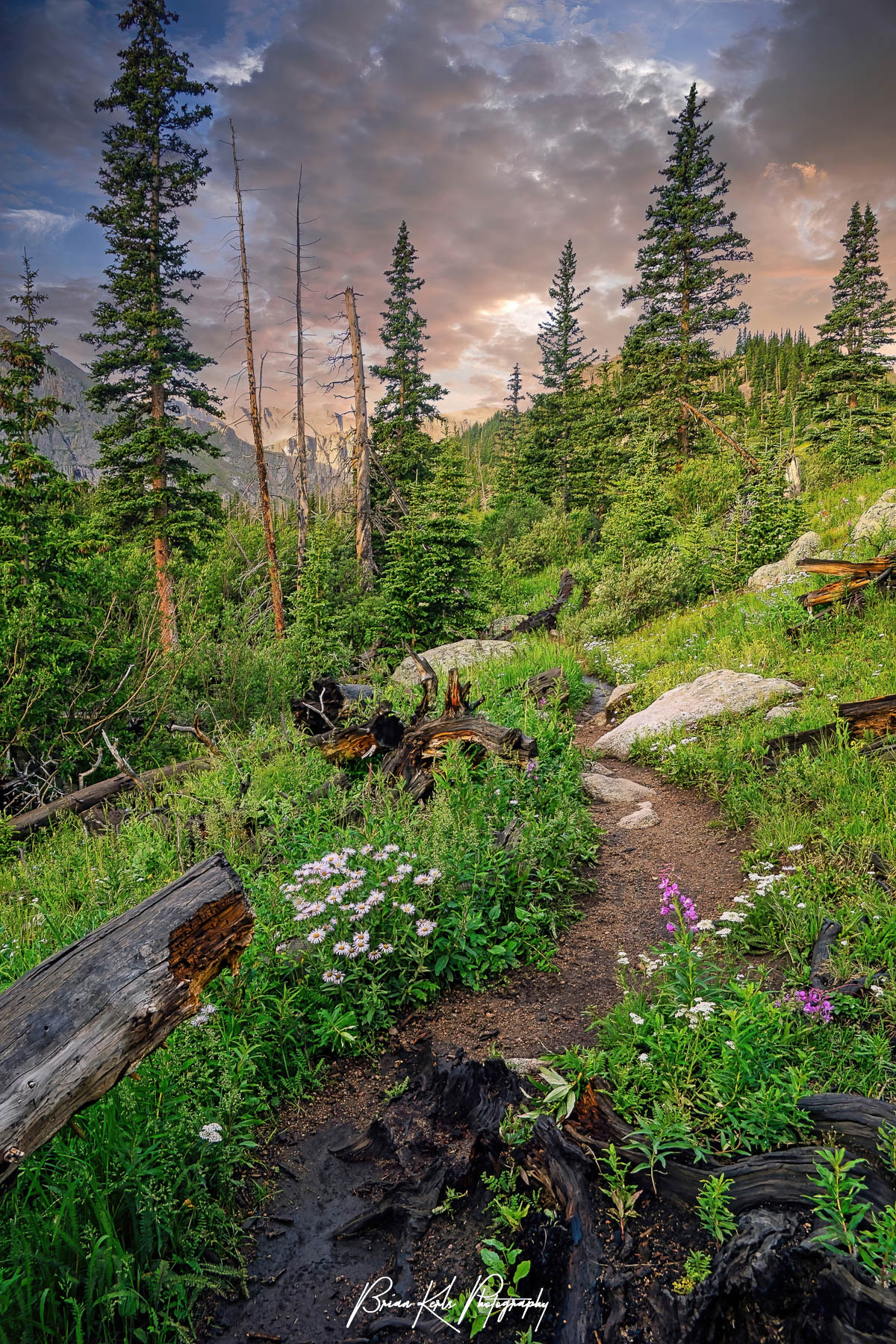 Early morning light illuminates the sky and beautiful wildflowers along the Chicago Lakes trail in the Mt. Evans Wilderness of Colorado.