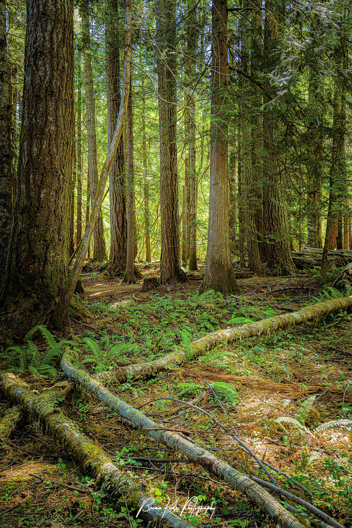 The afternoon sunlight filtering through the giant spruce and western hemlock trees provides a distant glow and illuminates the small ferns and plans in this little clearing in the Olympic National Forest in Washington. Meandering down the Moments in Time trail near Lake Crescent, in Olympic National Park, I marveled at the beautiful sunlight glowing through the trees and the vibrant green ferns on the forest floor.