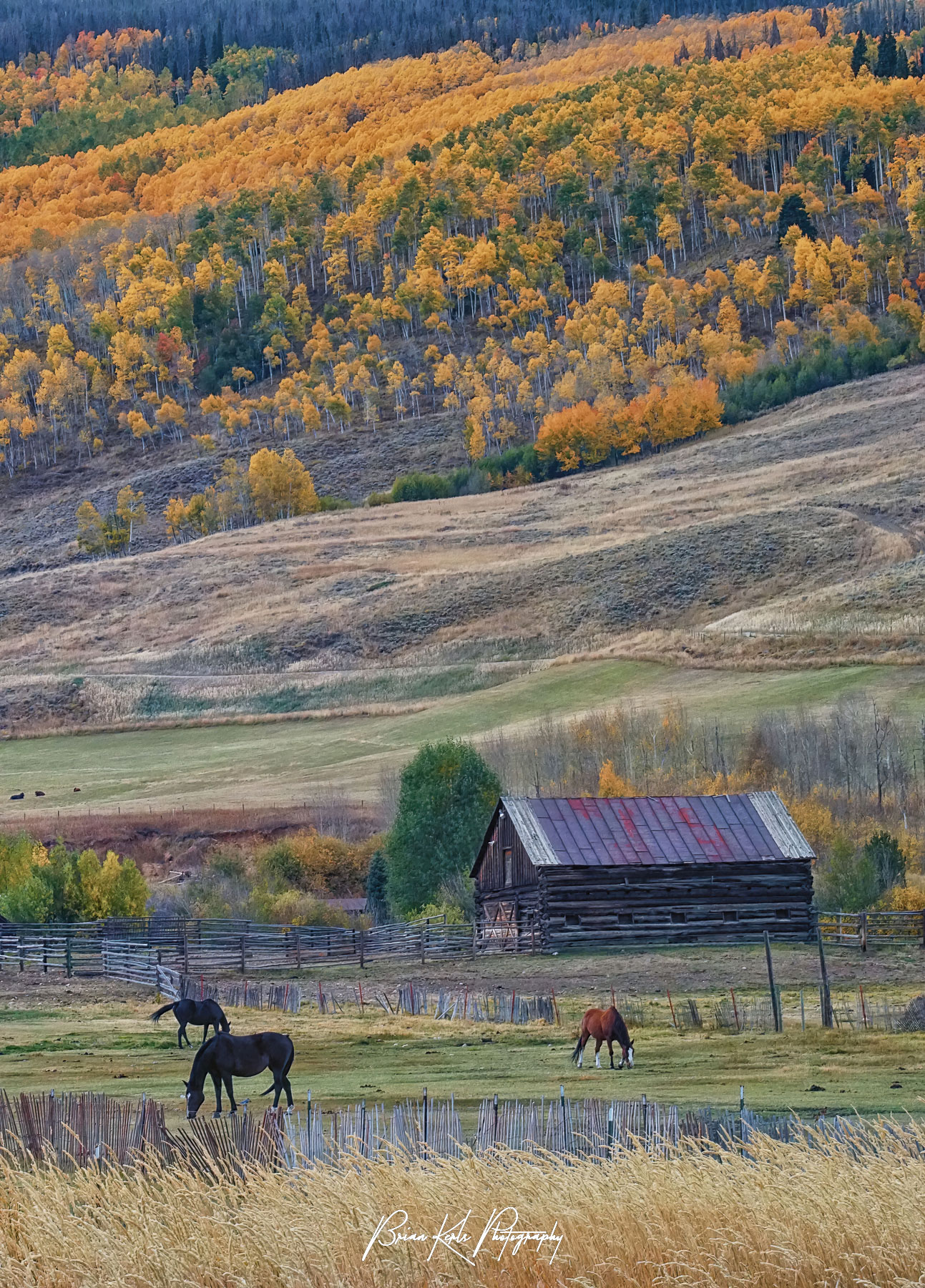 Golden autumn colors fill the hillside above a horse ranch at the base of the Gore Range north of Silverthorne, Colorado along Highway 9.