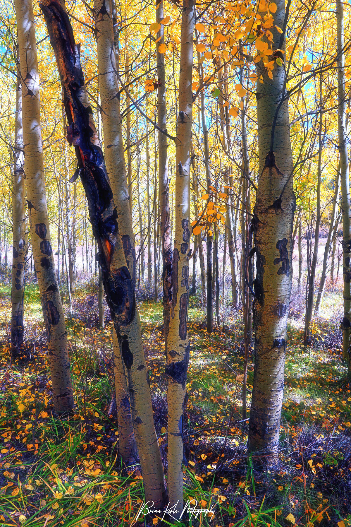 Dreamy golden afternoon glow in the sun dappled aspen forest along the Colorado Trail near 10,000' Kenosha Pass.