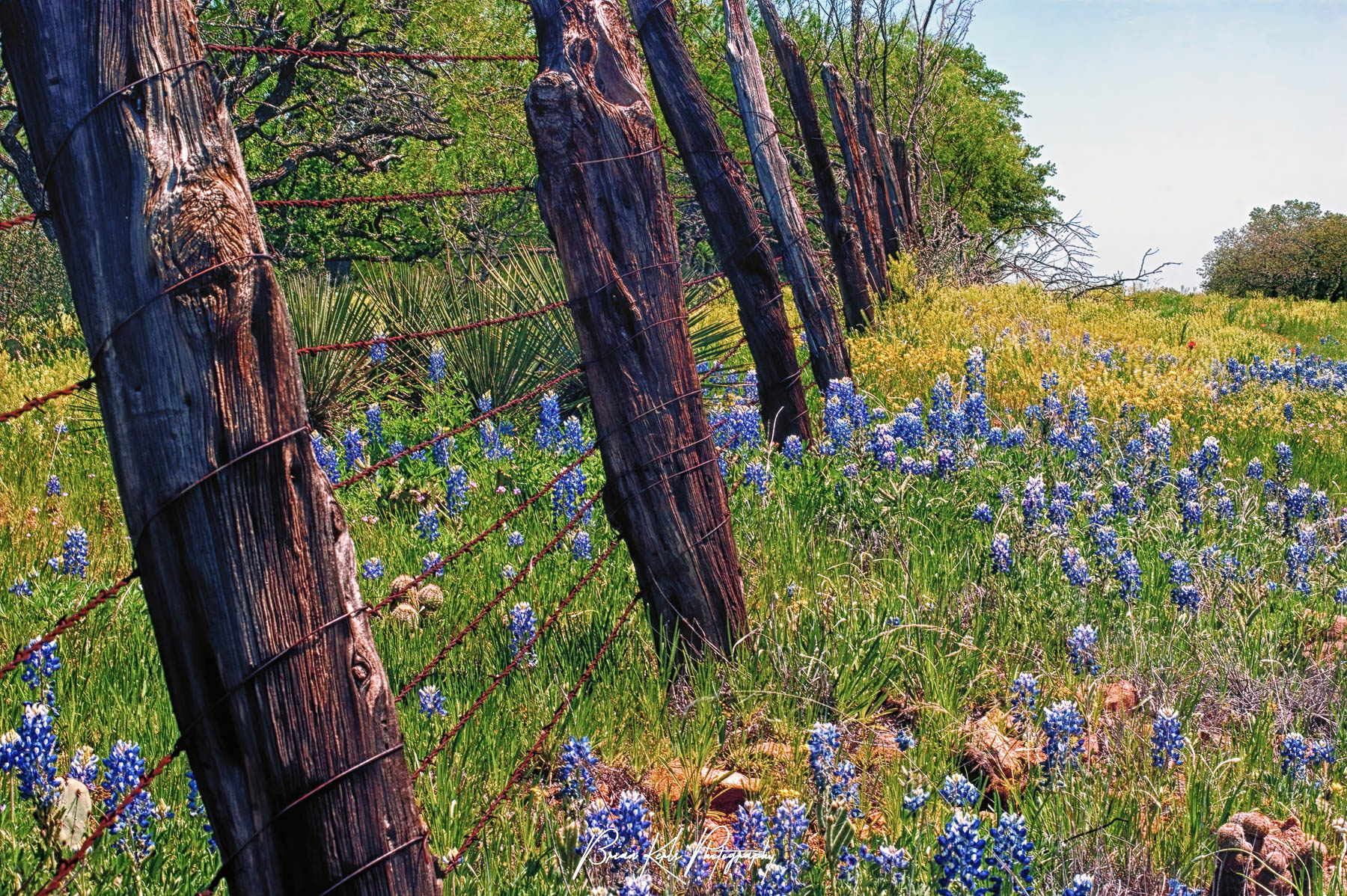 In 2012 I took a road trip across the wide open spaces of the State of Texas with my family. As we were in search of the famous Texas bluebonnets and other spring wildflowers, we avoided the well travelled interstates and kept to the smaller back country roads and we were not disappointed. That year's early warm weather and a little bit of rain produced a vibrant and picturesque wildflower season, especially along the roadsides and fields of the Hill Country. This image was captured along windy Texas Highway 29 around Llano and Burnet in the northern part of Hill Country. The bluebonnets scattered in the field and the low perspective of the old wooden fence stretching into the distance combine to make the perfect rustic scene.