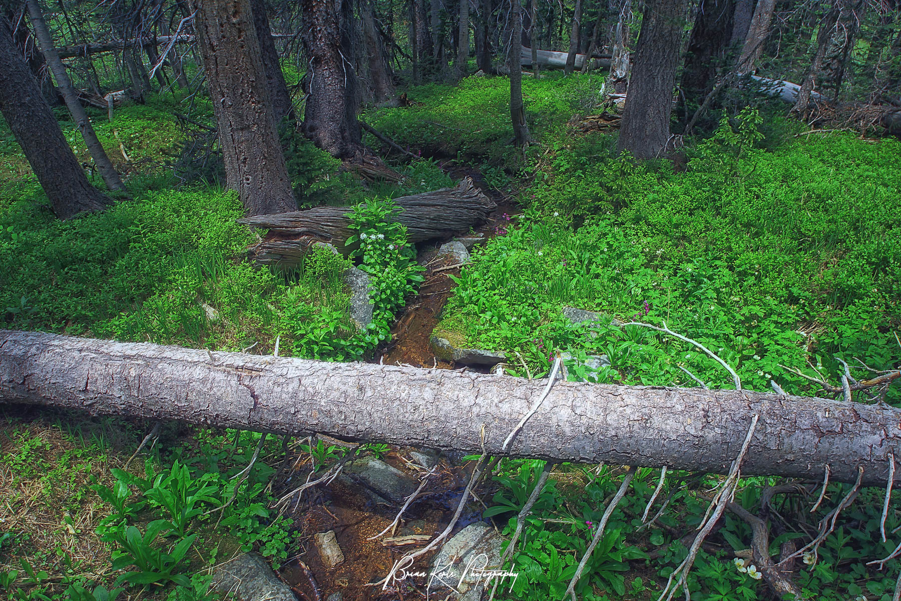 While finishing up a hike in the Indian Peaks Wilderness in Colorado, I stumbled upon this fantastic little scene featuring a small stream flowing through a carpet of lush green plants beneath a canopy of evergreens.