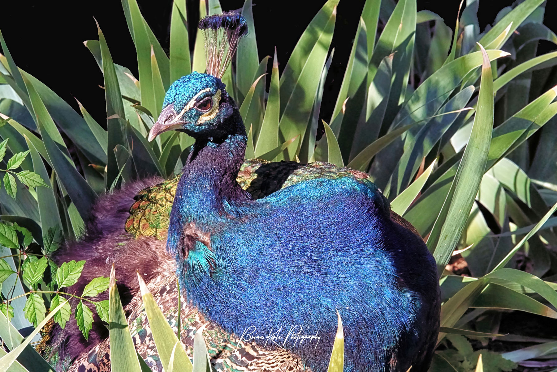 Indian blue male peafowl or peacock is a large colorful pheasant known for having large iridescent tails used in courtship