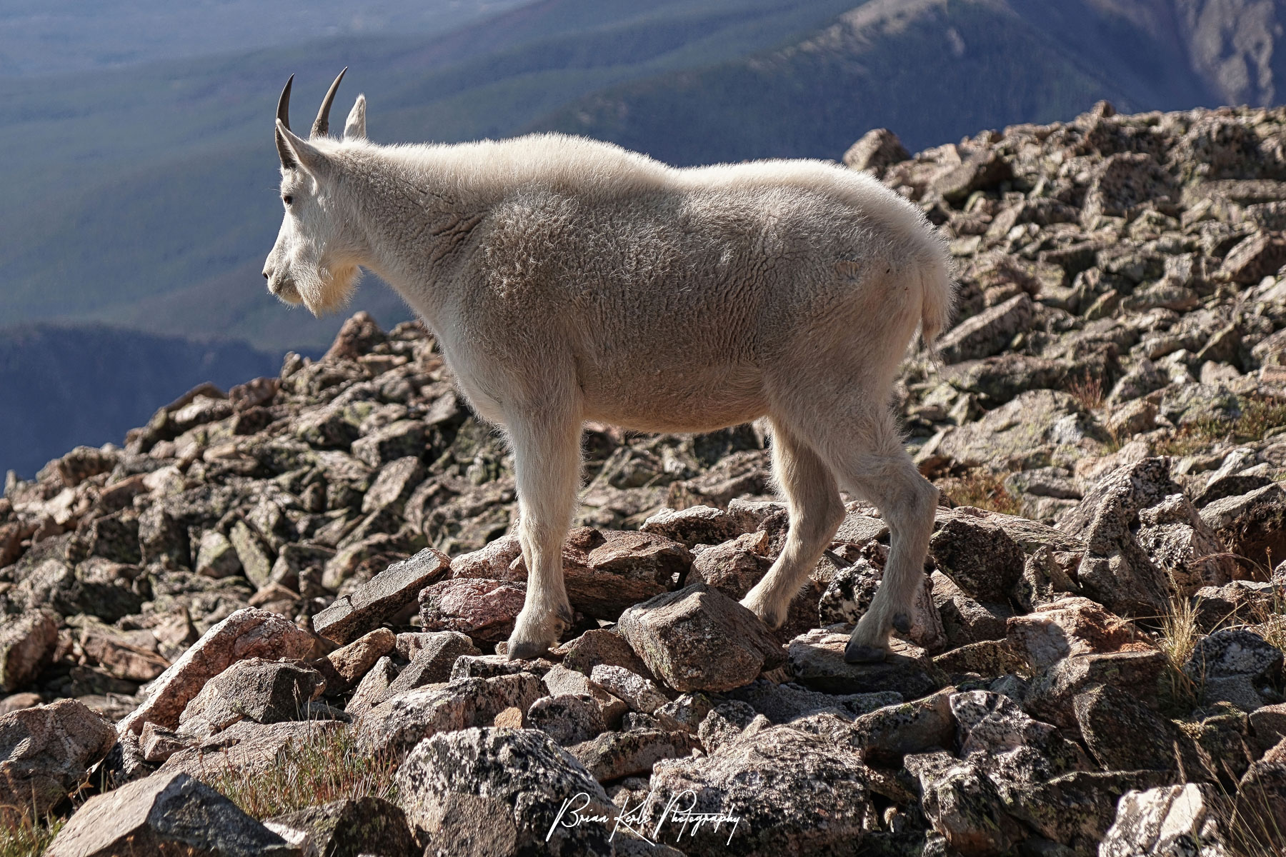 A mountain goat descending the rocky slope of Buffalo Mountain in Summit County, Colorado. I had to move off the trail as he was very intent on following the path on the way down.